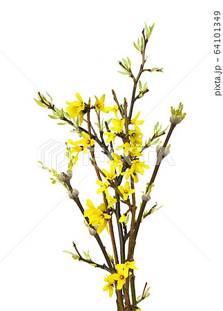 Easter bouquet with spring twigs Easter bouquet with spring twigs 64101349