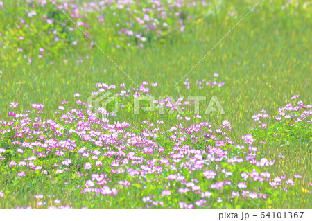 春、れんげ畑 春、れんげ畑 64101367