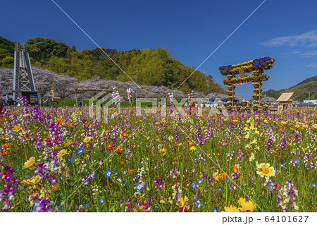 那賀川沿いの花畑と桜並木 【静岡県 松崎町】 那賀川沿いの花畑と桜並木 【静岡県 松崎町】 64101627