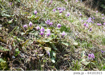 カタクリの花 2/3 64101915