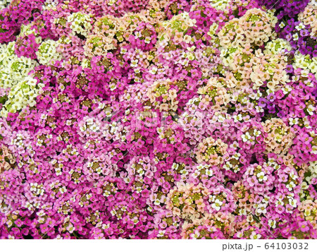 Alyssum flowers. Alyssum in sweet colors. Alyssum Alyssum flowers. Alyssum in sweet colors. Alyssum 64103032