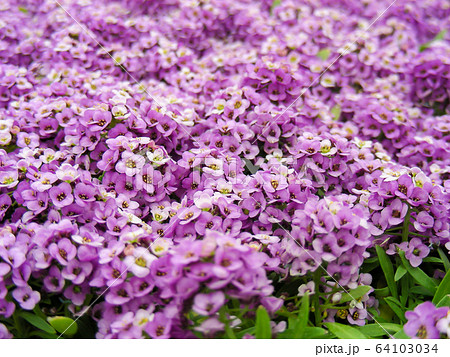 Alyssum flowers. Alyssum in sweet colors. Alyssum Alyssum flowers. Alyssum in sweet colors. Alyssum 64103034