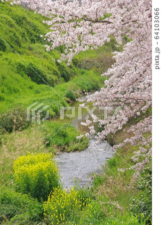 川沿いの満開の桜　和歌山県紀の川市粉河 64103066