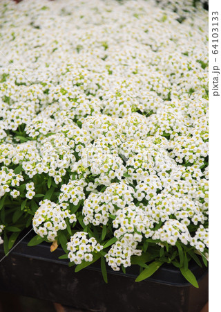 Alyssum flowers. Alyssum in sweet colors. Alyssum Alyssum flowers. Alyssum in sweet colors. Alyssum 64103133