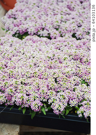 Alyssum flowers. Alyssum in sweet colors. Alyssum 64103136