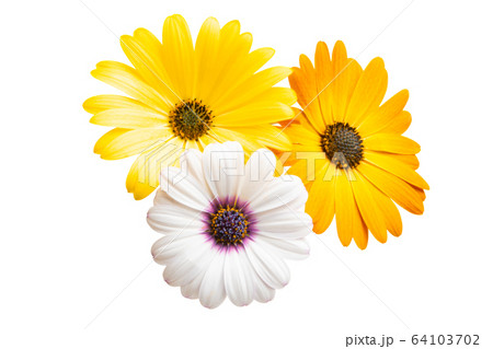 Osteosperumum Flower Daisy Isolated Osteosperumum Flower Daisy Isolated 64103702