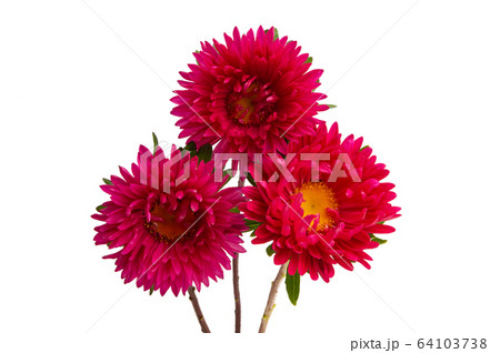 aster flower isolated aster flower isolated 64103738