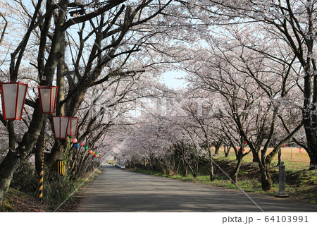 あらた坂 春 満開の桜(福井県 あわら市) あらた坂 春 満開の桜(福井県 あわら市) 64103991