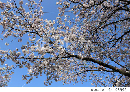 あらた坂 春 満開の桜（福井県 あわら市） 64103992