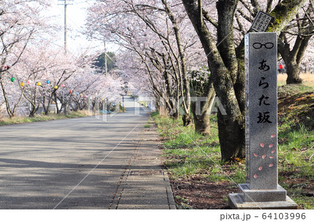 あらた坂 春 満開の桜（福井県 あわら市） 64103996