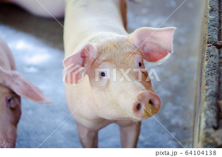 Group of pig that looks healthy in local ASEAN pig Group of pig that looks healthy in local ASEAN pig 64104138