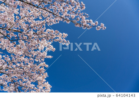 桜と青空 64104143