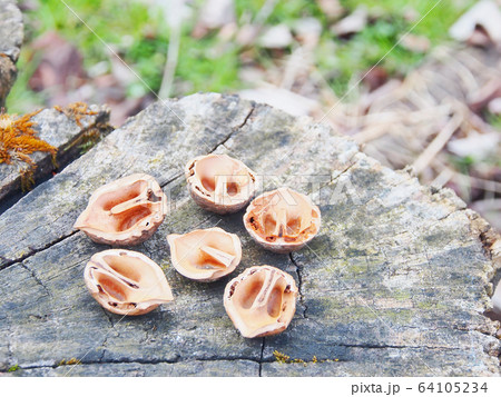 リスが食べたクルミの殻たち リスが食べたクルミの殻たち 64105234