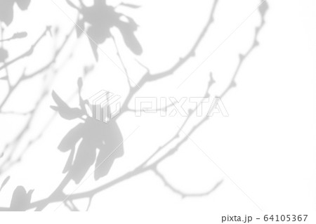 shadows of the tree branches on a white wall 64105367