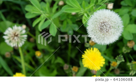 White dandelion on a green field. Wildflowers. White dandelion on a green field. Wildflowers. 64106088