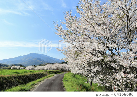 桜と紫尾山 64106096