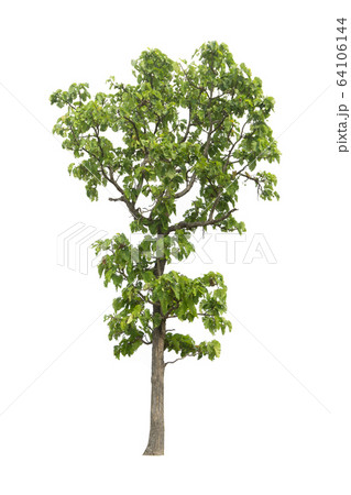Trees on a isolated white background 64106144