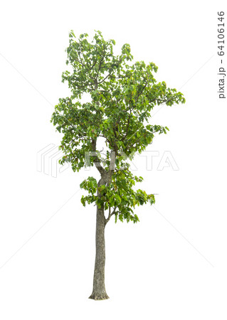 Trees on a isolated white background Trees on a isolated white background 64106146