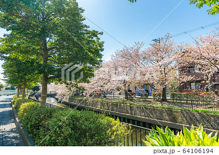 日本の春 北越谷 逆川緑の道沿いの桜並木 64106194