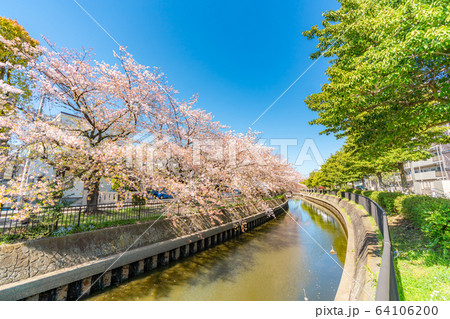 日本の春 北越谷 逆川緑の道沿いの桜並木 64106200