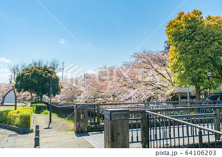 日本の春 北越谷 逆川緑の道沿いの桜並木 64106203