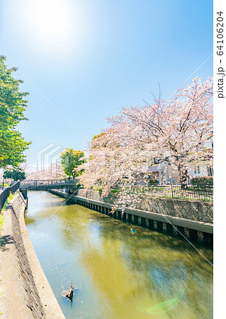 日本の春 北越谷 逆川緑の道沿いの桜並木 64106204