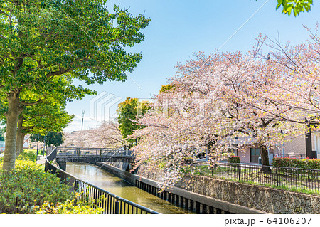 日本の春 北越谷 逆川緑の道沿いの桜並木 日本の春 北越谷 逆川緑の道沿いの桜並木 64106207