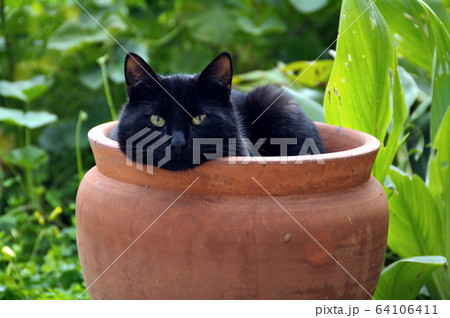 flowerpot cat 64106411