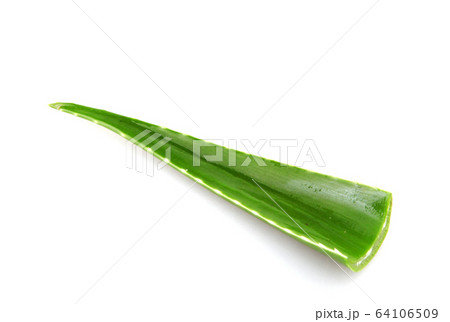 Aloe vera plant isolated on white background. Aloe 64106509