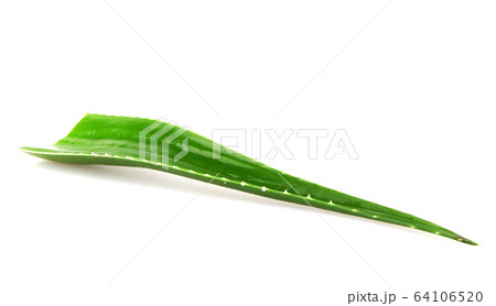 Aloe vera plant isolated on white background. Aloe 64106520