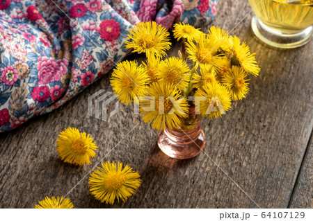 Fresh coltsfoot flowers collected in spring 64107129