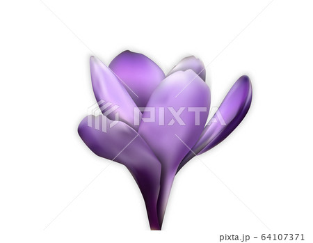 Naturalistic colorful spring flower. Opened and Naturalistic colorful spring flower. Opened and 64107371