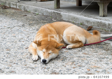 寝てる犬の写真素材