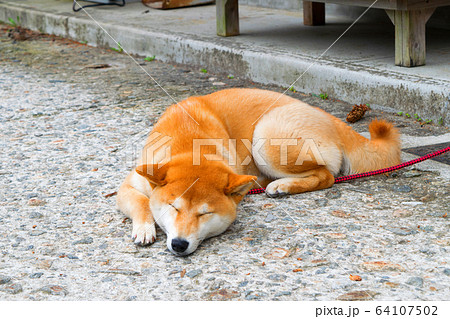 寝てる犬の写真素材