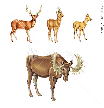 動物 鹿 ヘラジカのイラスト素材