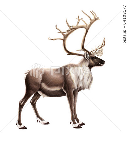 動物 鹿 トナカイのイラスト素材