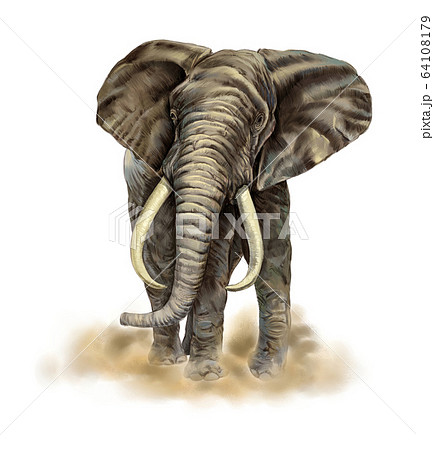 動物 象 哺乳類のイラスト素材