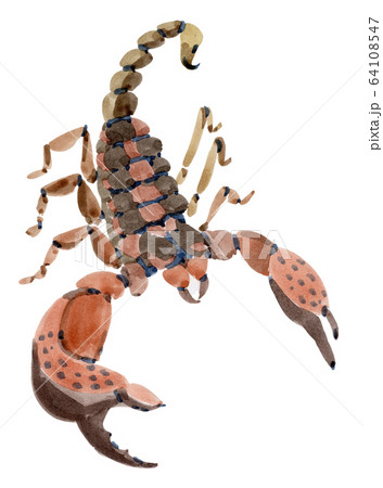 Handwork watercolor illustration of a Scorpio 64108547