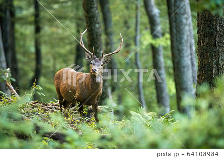 Curious red deer looking into in summer forest with green fern on the ground Curious red deer looking into in summer forest with green fern on the ground 64108984