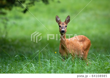 Cute female roe deer with big black eyes listening on green meadow 64108985