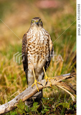 Alert eurasian sparrowhawk facing camera in summer 64108988