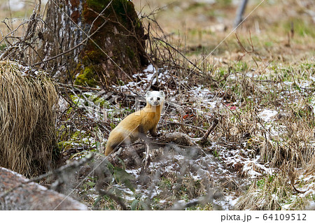 警戒するホンドテン 警戒するホンドテン 64109512