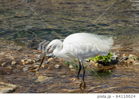 白鷺 鳥 水鳥の写真素材