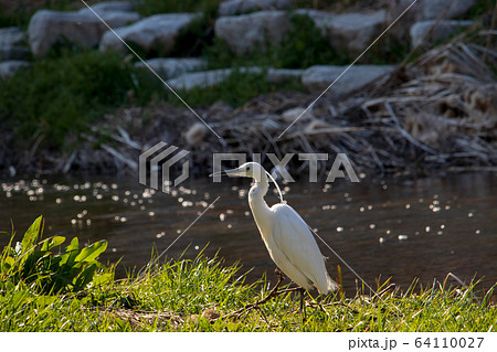 白鷺 新しい 鳥 64110027