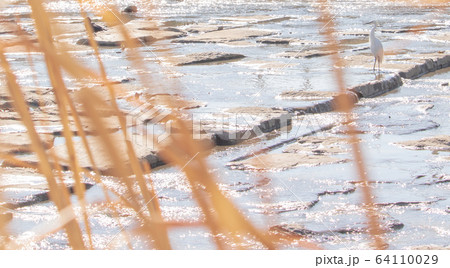 白鷺 新しい 鳥 64110029