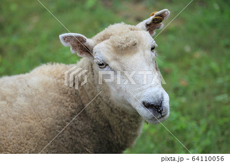 ひつじ_北海道 ひつじ_北海道 64110056