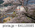 桜 64110085