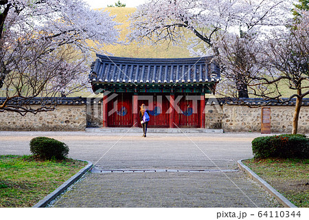 王陵 慶州市 桜 64110344