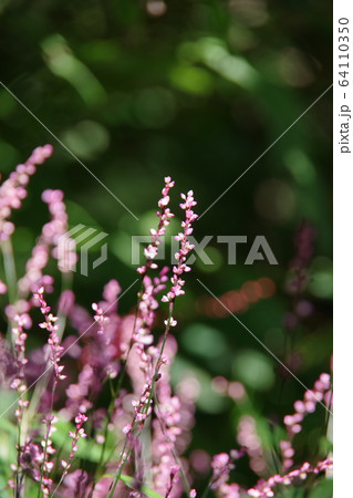 山野草２ 64110350