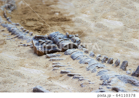 replica dinosaur fossil on the sand ground for learning about, Excavating dinosaur in the park.. 64110378